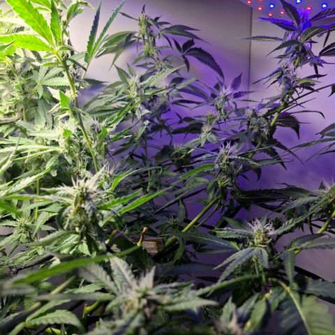 Pure Glitter Clone growlog timeline photo