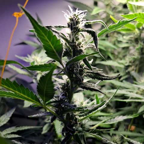 Pure Glitter Clone growlog timeline photo