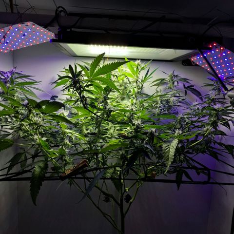 Pure Glitter Clone growlog timeline photo