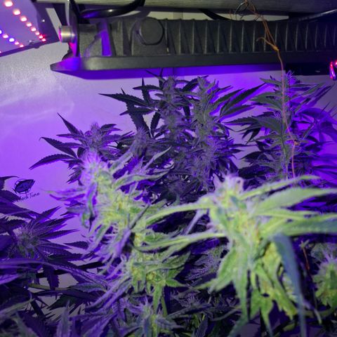 Pure Glitter Clone growlog timeline photo