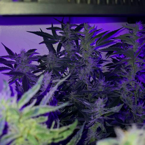 Pure Glitter Clone growlog timeline photo