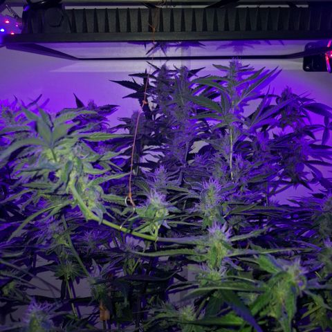 Pure Glitter Clone growlog timeline photo