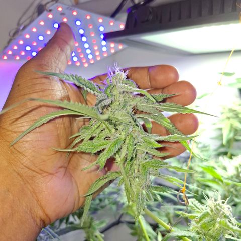 Pure Glitter Clone growlog timeline photo