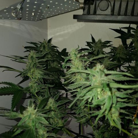 Pure Glitter Clone growlog timeline photo