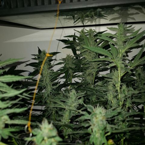 Pure Glitter Clone growlog timeline photo