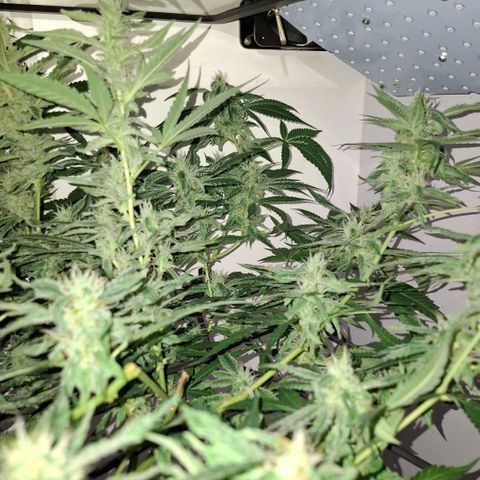 Pure Glitter Clone growlog timeline photo