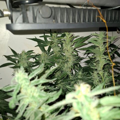 Pure Glitter Clone growlog timeline photo