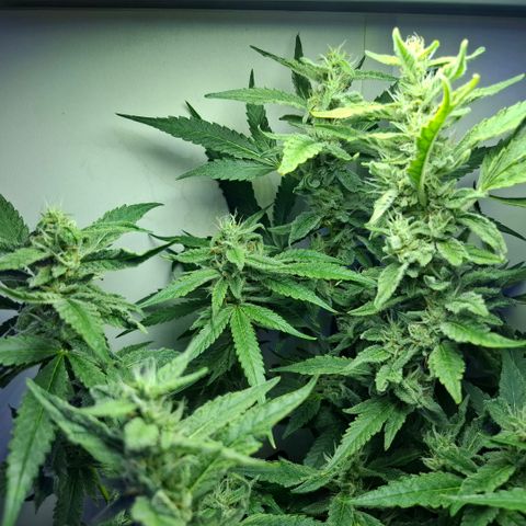 Pure Glitter Clone growlog timeline photo