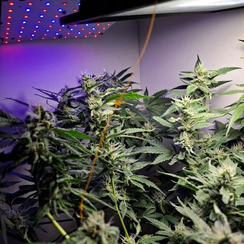 Pure Glitter Clone growlog timeline photo