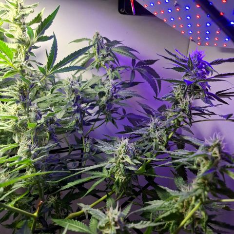 Pure Glitter Clone growlog timeline photo