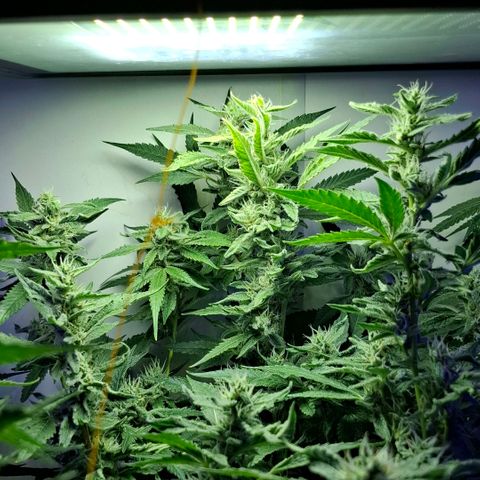 Pure Glitter Clone growlog timeline photo