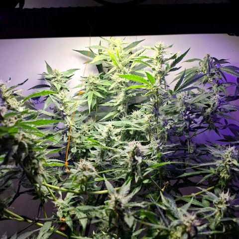 Pure Glitter Clone growlog timeline photo