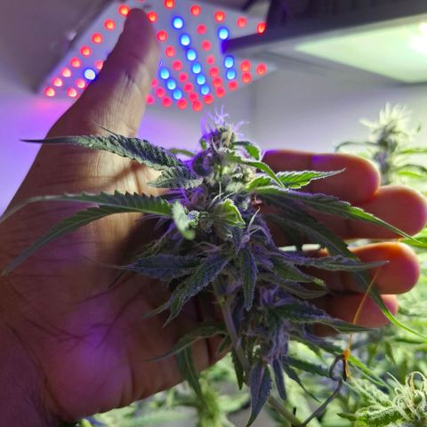 Pure Glitter Clone growlog timeline photo