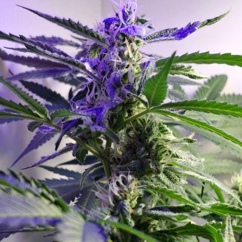 Pure Glitter Clone growlog timeline photo