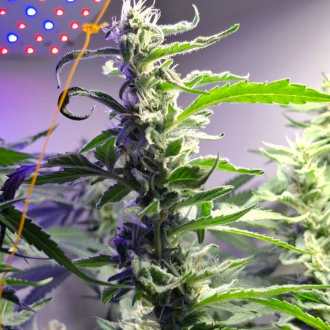 Pure Glitter Clone growlog timeline photo