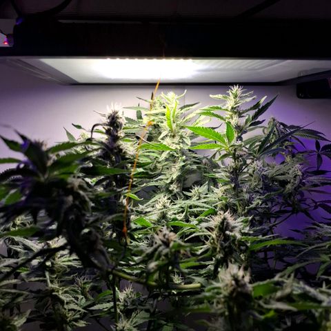 Pure Glitter Clone growlog timeline photo