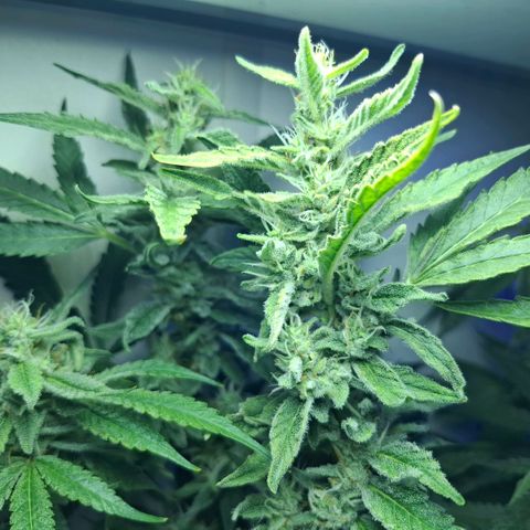 Pure Glitter Clone growlog timeline photo