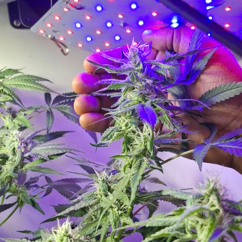 Pure Glitter Clone growlog timeline photo