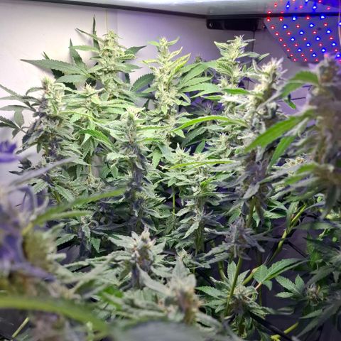 Pure Glitter Clone growlog timeline photo