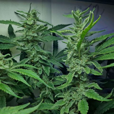 Pure Glitter Clone growlog timeline photo