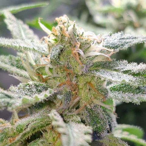 Pure Glitter Clone growlog timeline photo