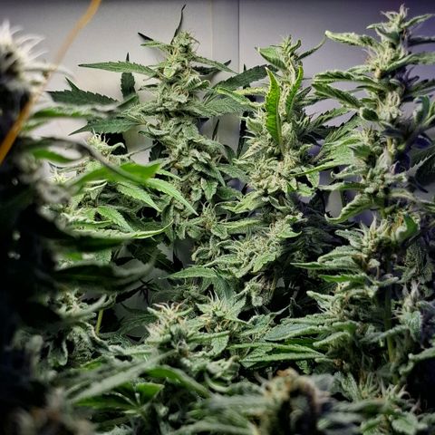 Pure Glitter Clone growlog timeline photo