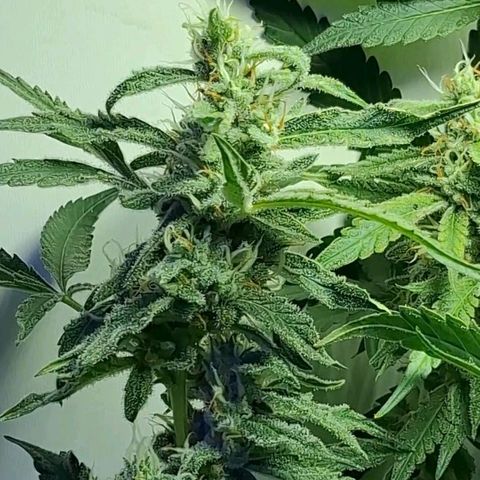 Pure Glitter Clone growlog timeline photo