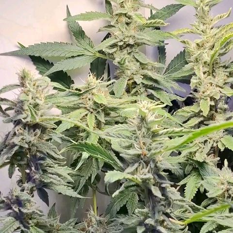 Pure Glitter Clone growlog timeline photo