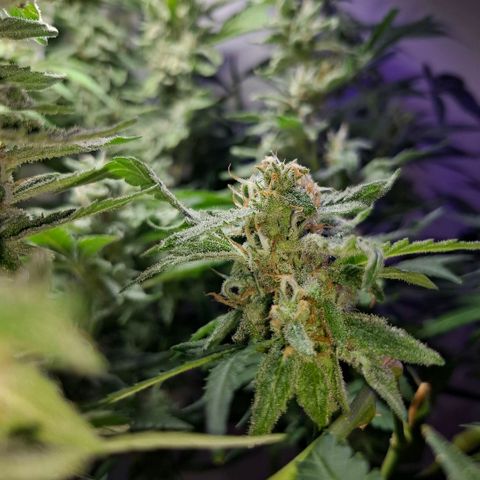 Pure Glitter Clone growlog timeline photo
