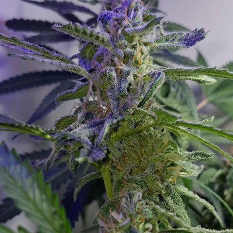 Pure Glitter Clone growlog timeline photo