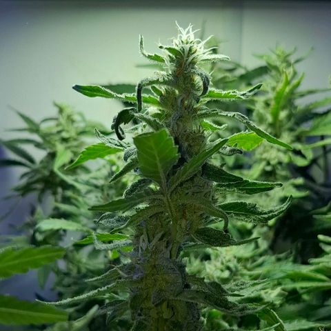 Pure Glitter Clone growlog timeline photo
