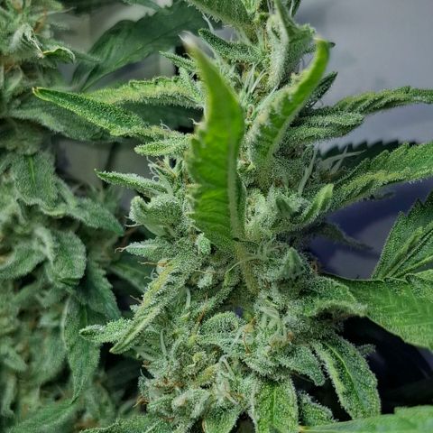 Pure Glitter Clone growlog timeline photo