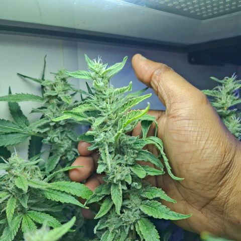 Pure Glitter Clone growlog timeline photo