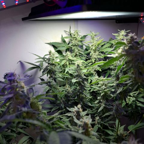 Pure Glitter Clone growlog timeline photo