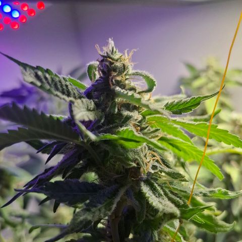 Pure Glitter Clone growlog timeline photo