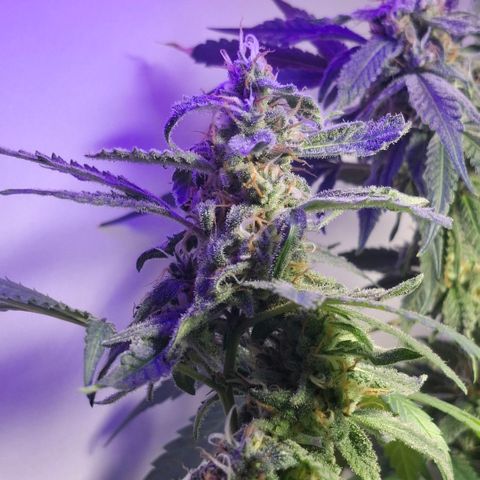 Pure Glitter Clone growlog timeline photo