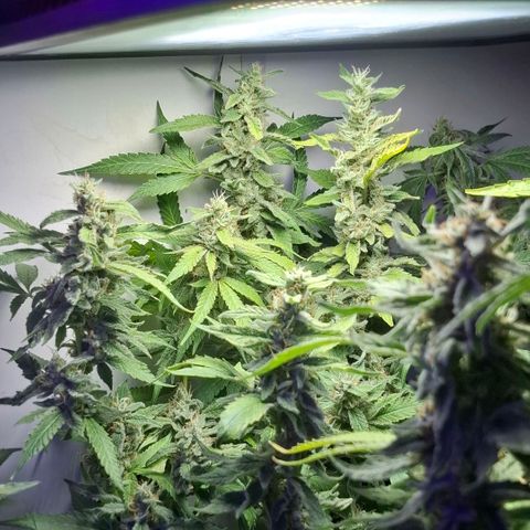 Pure Glitter Clone growlog timeline photo