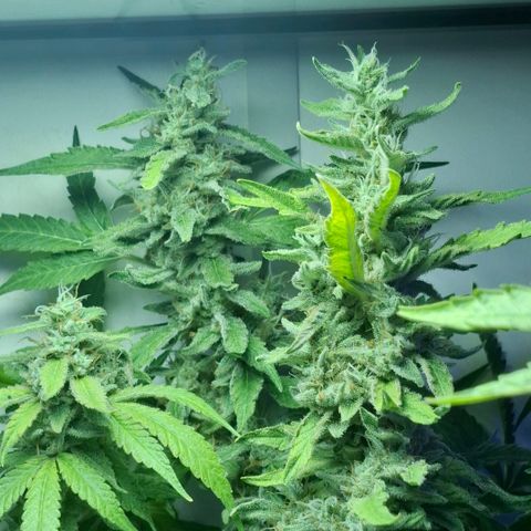 Pure Glitter Clone growlog timeline photo
