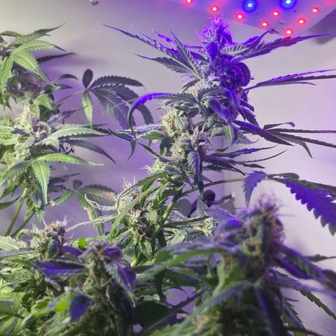 Pure Glitter Clone growlog timeline photo