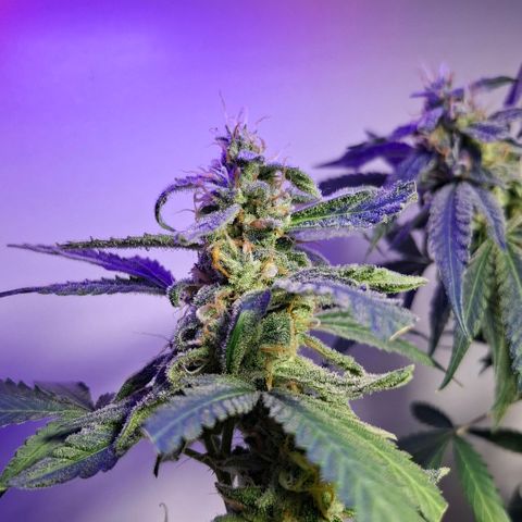 Pure Glitter Clone growlog timeline photo