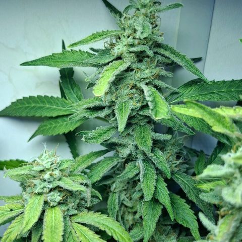 Pure Glitter Clone growlog timeline photo