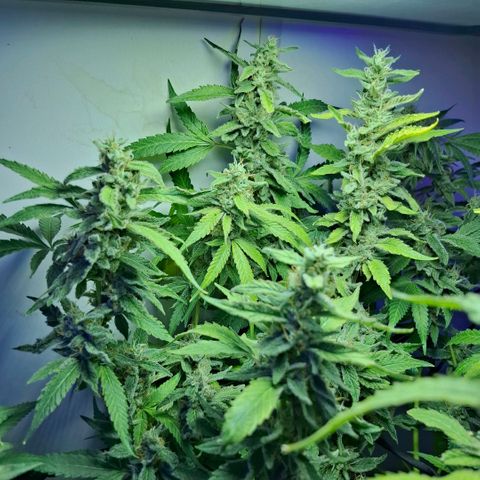 Pure Glitter Clone growlog timeline photo