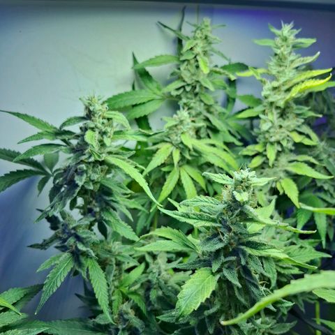 Pure Glitter Clone growlog timeline photo