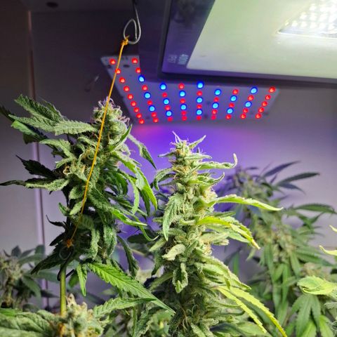 Pure Glitter Clone growlog timeline photo