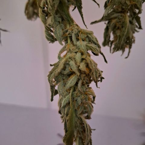 Pure Glitter Clone growlog timeline photo