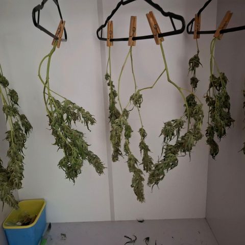 Pure Glitter Clone growlog timeline photo