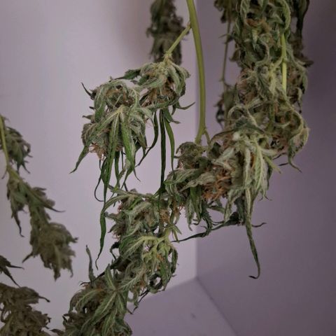 Pure Glitter Clone growlog timeline photo