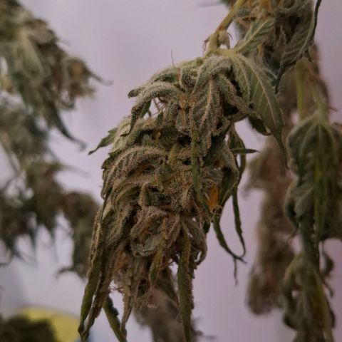 Pure Glitter Clone growlog timeline photo