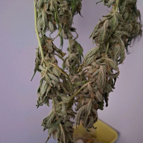 Pure Glitter Clone growlog timeline photo