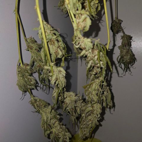 Pure Glitter Clone growlog timeline photo